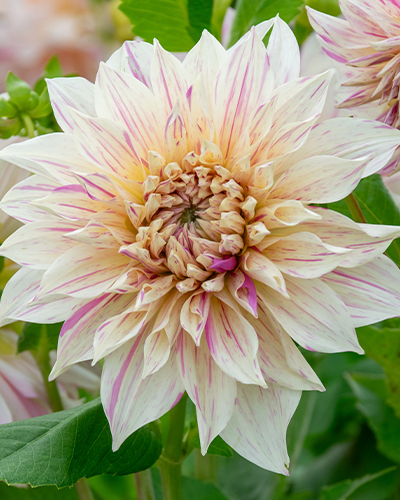 DAHLIA CAFÉ AU LAIT TWIST 10 kusov